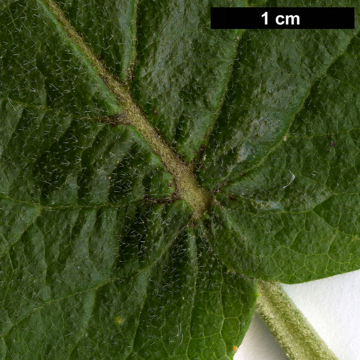 High resolution image: Family: Adoxaceae - Genus: Viburnum - Taxon: ×carlcephalum (V.carlesii × V.macrocephalum f. keteleeri)